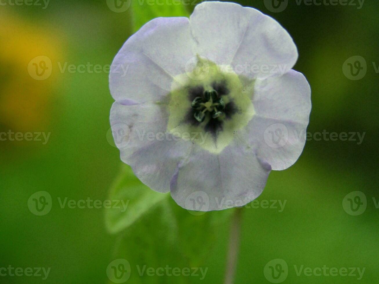 Nicandra physaloides  Apple of Peru a flower blue with a white middle of the Solanaceae family close-up on a green background. Background for mobile phones or computers. photo