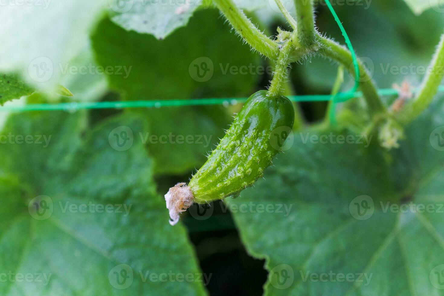 Fresh young green cucumber on a bush. small cucumber among the leaves and yellow flowers. photo