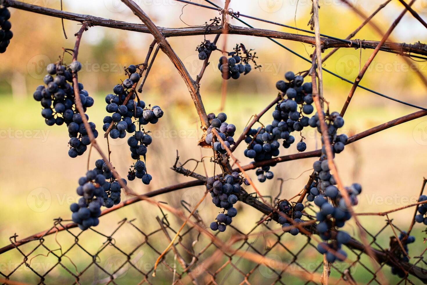 Ice wine. Icewine, eiswein, iced wine, sweetest wine is from grapes shredded Grapevine after first frost. Withered yellow leaves of grapes in autumn after the first cold weather. Harvested concept photo