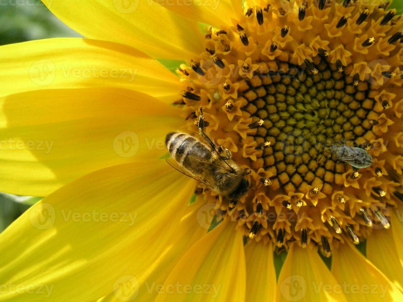 industrioso abeja con brillante alas, polinizador insecto favoreciendo pags foto