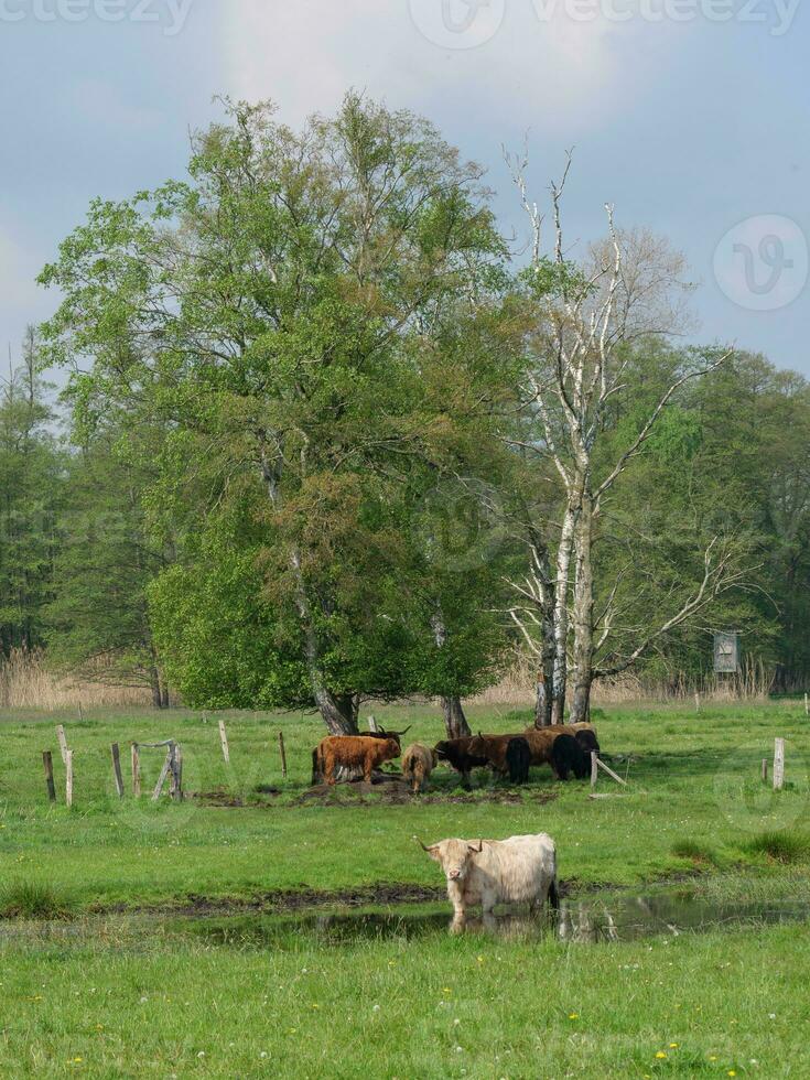 vacas en westfalia foto