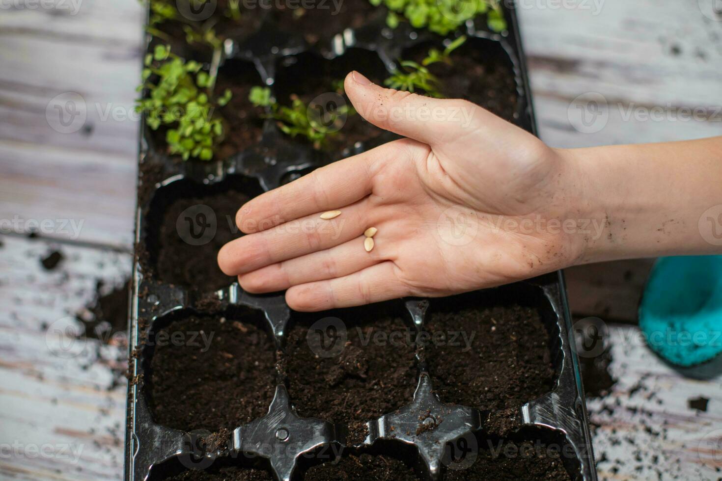 child's hand holding Cucumbers seed. Planting seeds into seedling pots. Growing vegetables for garden. Germination of seeds in greenhouse. photo