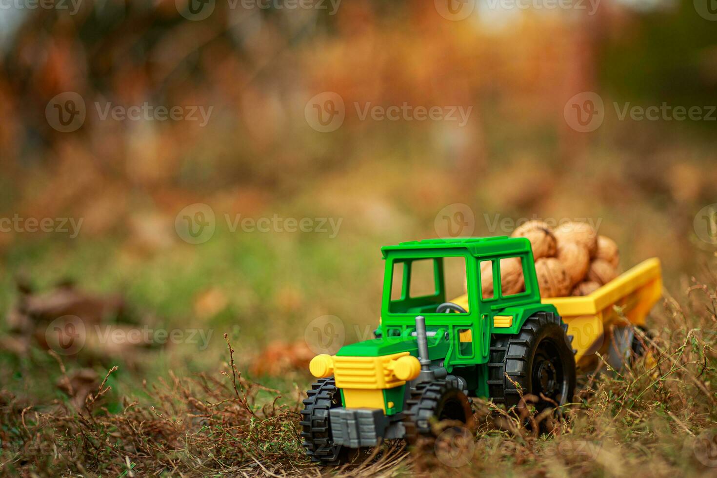 Green tractor carries nuts in the back. Toy tractor with a crop of ripe walnuts. Autumn photophone. photo