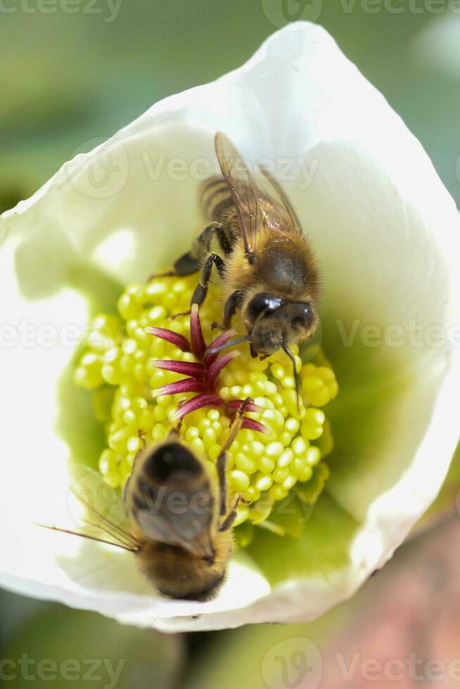 Honey bee collects nectar and pollen in early spring from hellebore, hellebores, Helleborus flowering plants in the family Ranunculaceae. photo