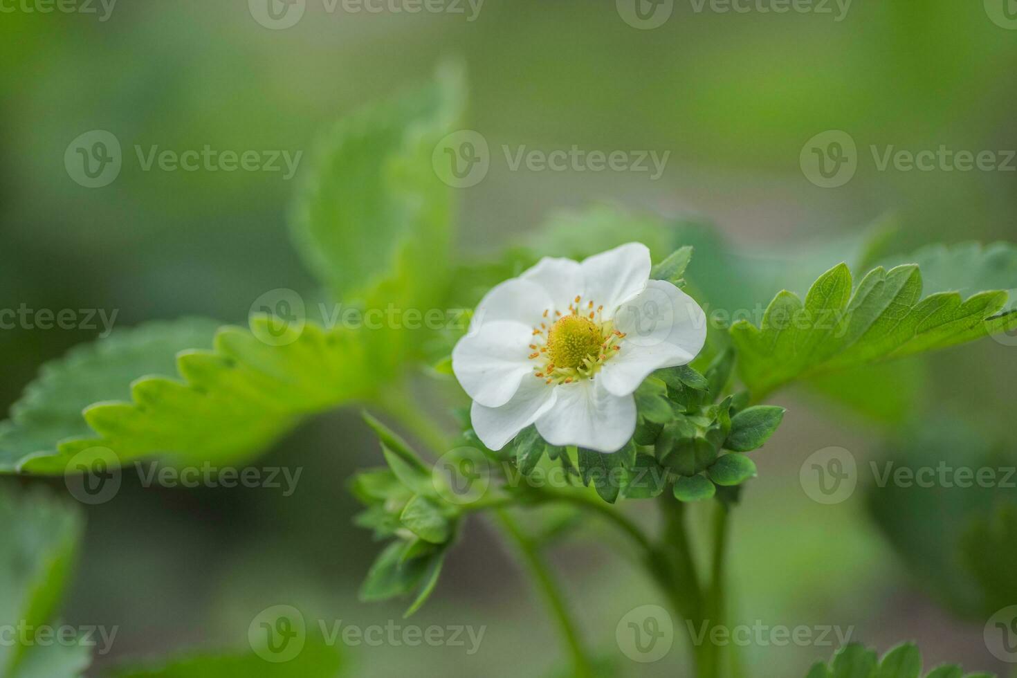 Beautiful white strawberry flower in the garden. The first crop of strawberries in the early summer. Natural background. photo