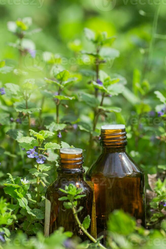 Two pharmaceutical medicine bottles from Glechoma hederacea, Nepeta hederacea, ground-ivy, catsfoot, field balm, and run-away-robin, creeping jenny next to a bunch on green background. Preparation of medicinal plants. Ready potion of grass. photo