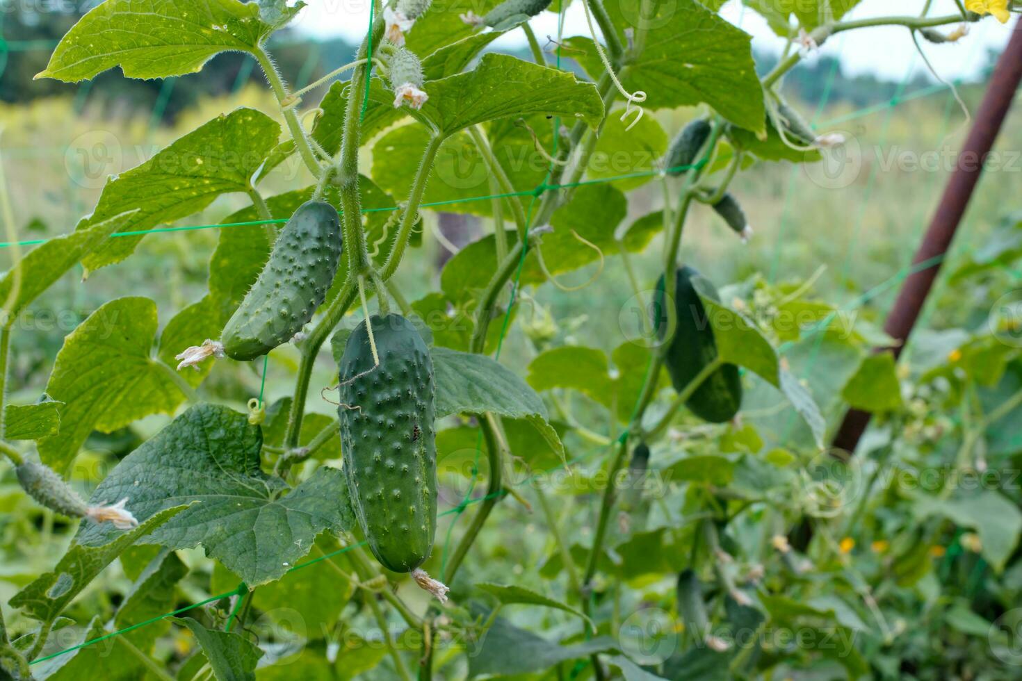 Top cucumber Cucumis sativus sprout with young leaves and antennaeCucumber in garden is tied up on trellis. photo