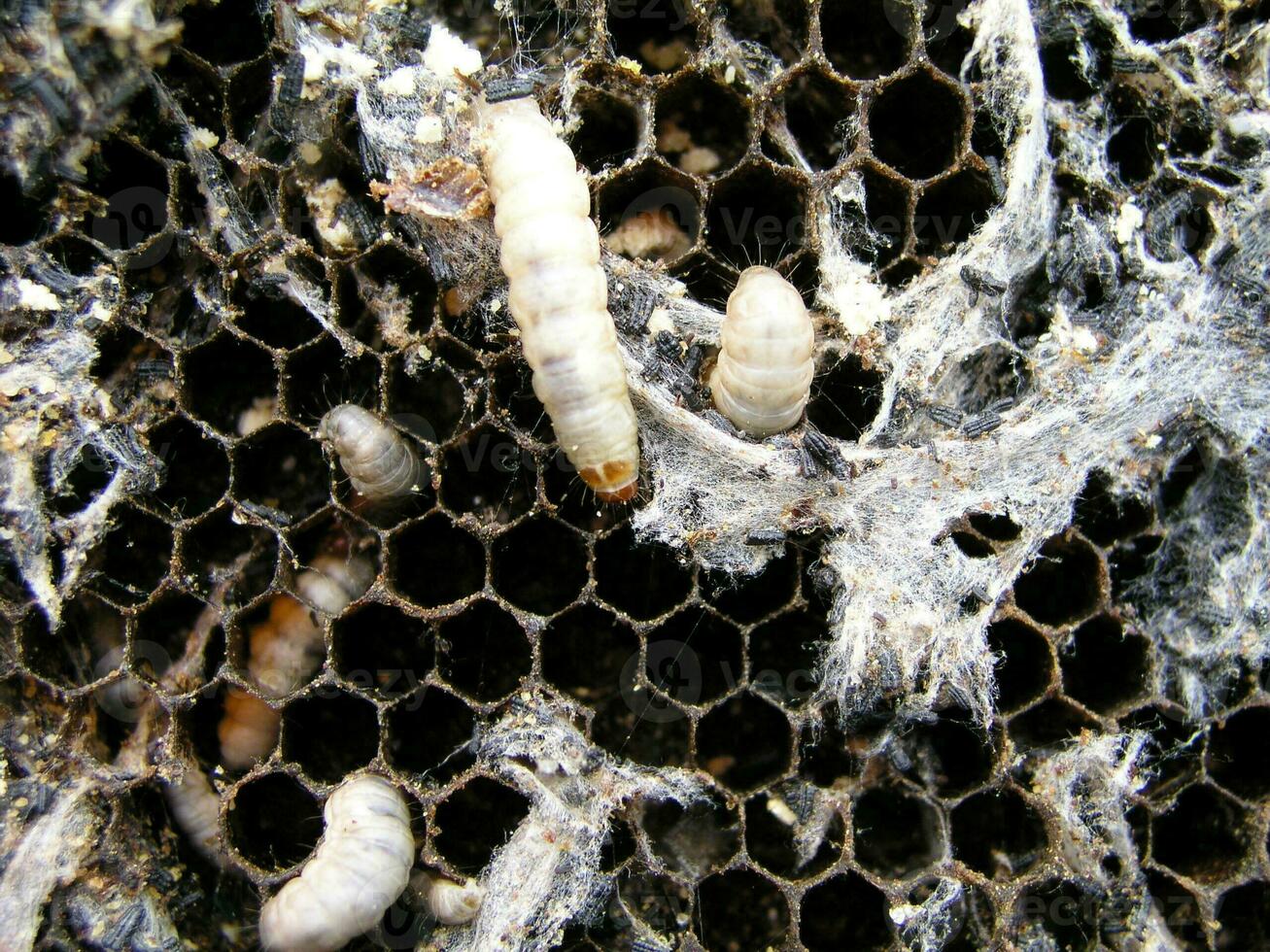 Wax moth larvae on an infected bee nest. The family of bees is sick with a wax moth. photo
