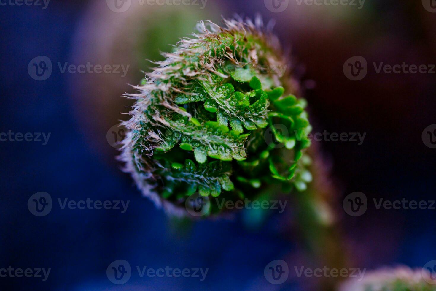 tree fern unrolling a new frond. Blossoming fern true leaves megaphylls close-up. Curl at the end of the fern leaf. photo