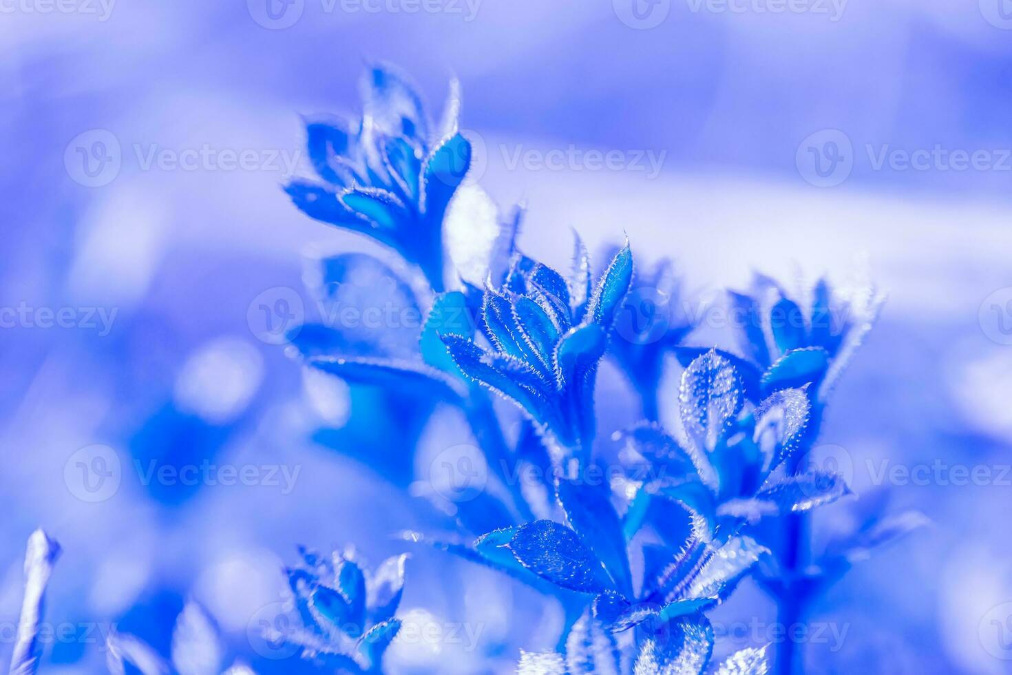 Galium aparine cleavers, clivers, goosegrass, catchweed, stickyweed, robin-run-the-hedge, sticky willy, sticky willow, stickyjack, stickeljack, and grip grass close-up In spring. Blue toning photo