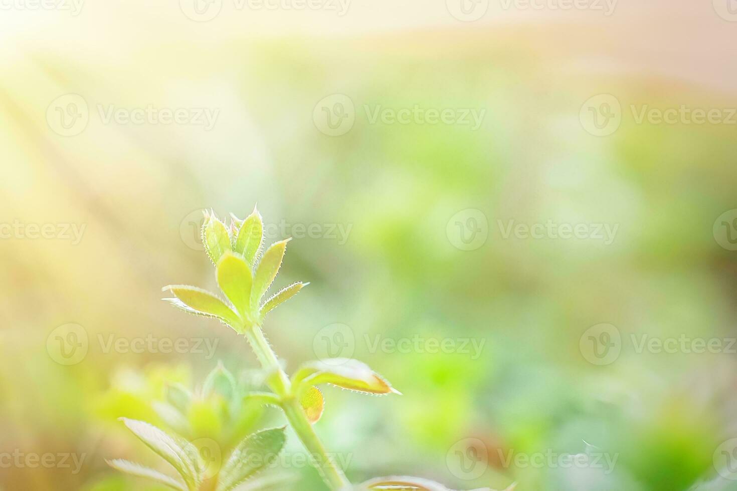 Galium aparine cleavers, clivers, Cleavers Galium aparine use in