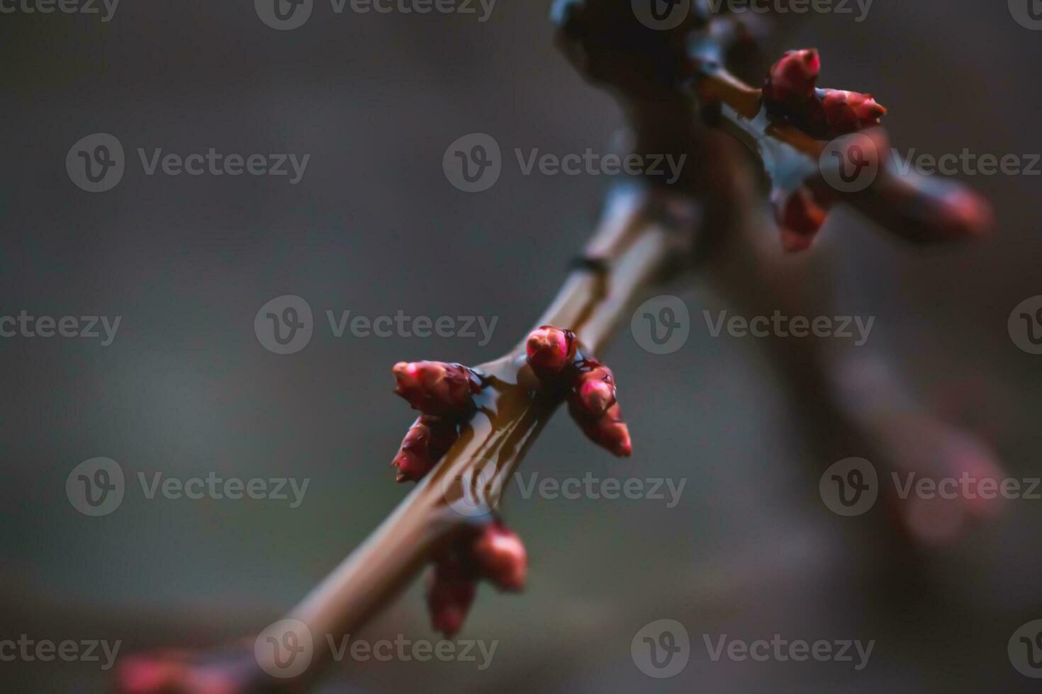 Red Bud apricot on a tree in early spring. Bud trees in March. W photo
