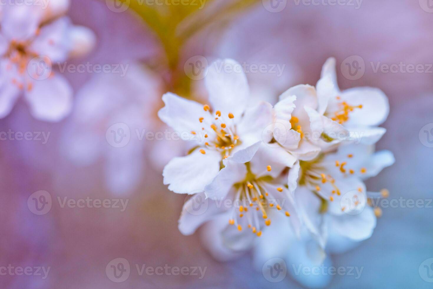 Prunus cerasus, sour cherry, tart , or dwarf, morello, amarelle, Montmorency cherry white delicate flower with young green leaves photo