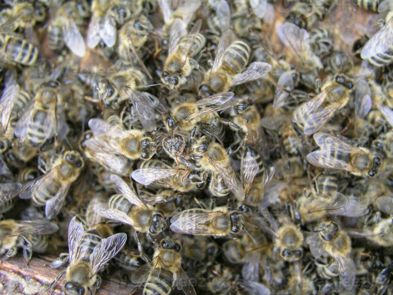 cluster requeening by bees, colony of bees. Bees took queen bee to cluster after replanting, wrong replacement. Working bees kill queen bee. photo