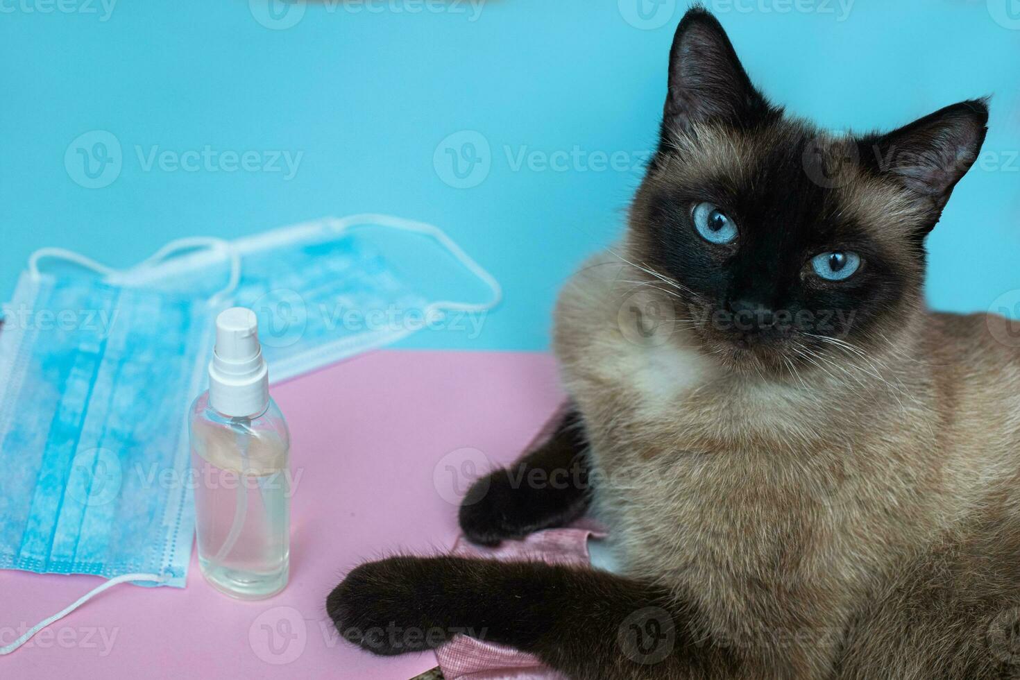 Siamese cat touches hand disinfectant with paw. Face masks and disinfectant dealing with animals. Virus protection. Coronavirus in cats. photo
