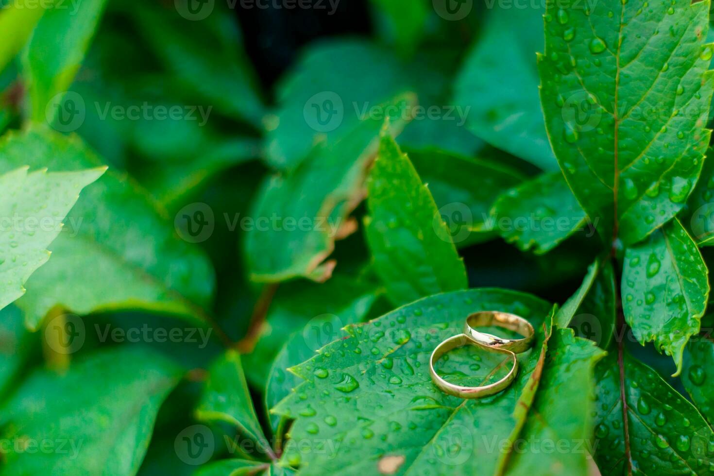 dos Boda anillos mentira en hojas de salvaje uvas. el verde backgr foto