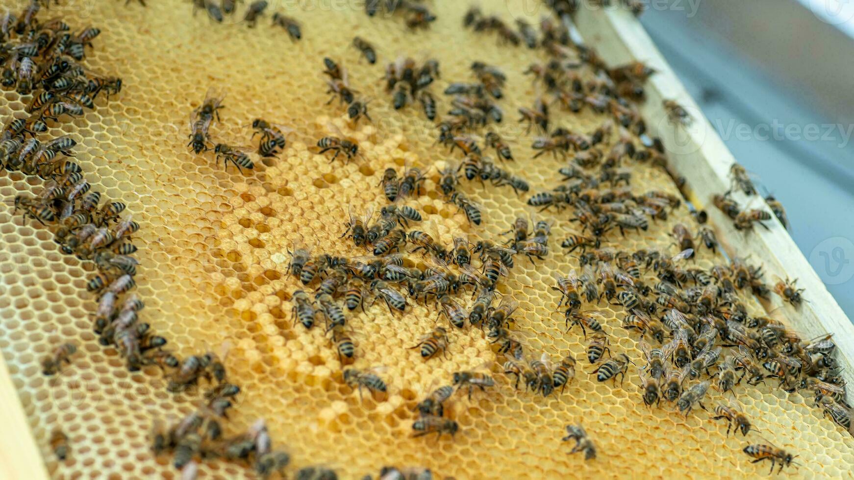 abejas en el panal, antecedentes. miel célula con abejas. apicultura. colmenar. de madera Colmena y abejas. Colmena con miel abejas, marcos de el colmena, parte superior vista. suave enfocar. foto