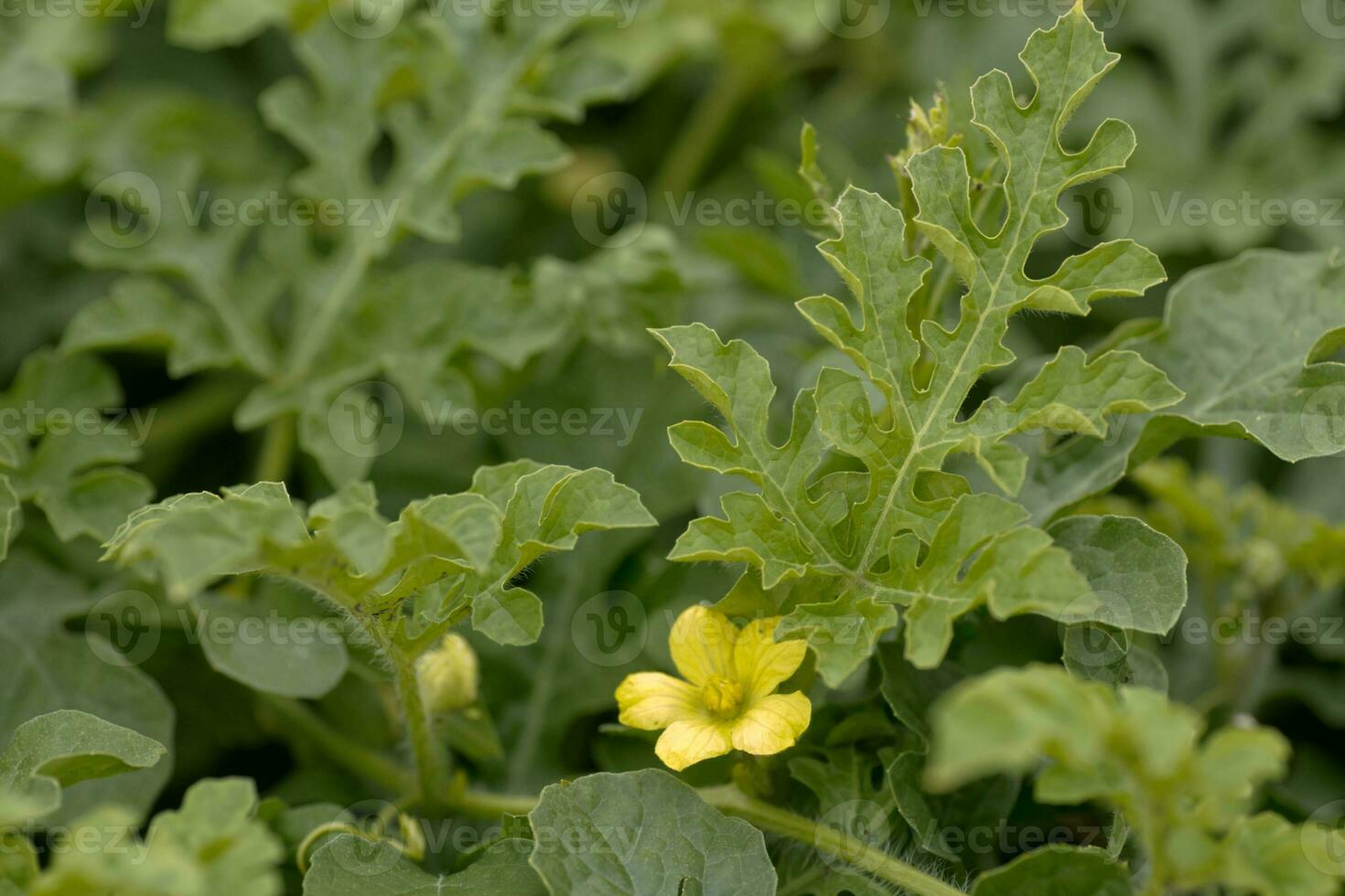 Closeup yellow watermelon flower on melon field among green leaves. Watermelon growing in the garden in the village. photo