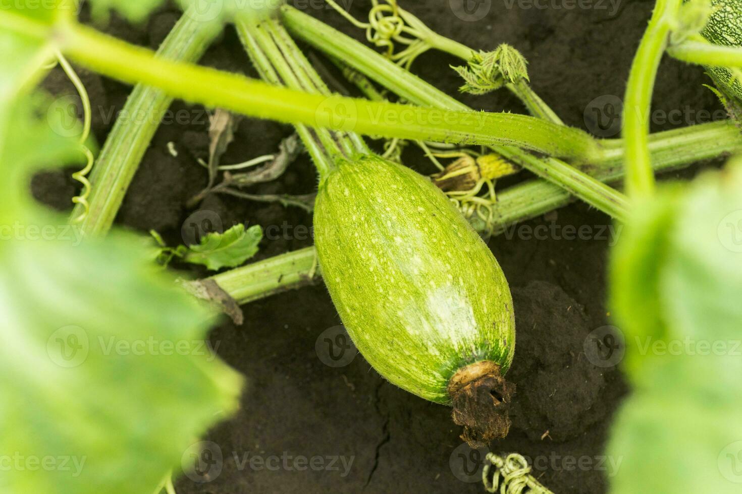 A small green unripe Cucurbita pepo with a flower that has not fallen away among the bushes in the garden surrounded by leaves. Green not ripe pumpkin in the garden. Ecological farming. Pure product sprouted on the site. photo