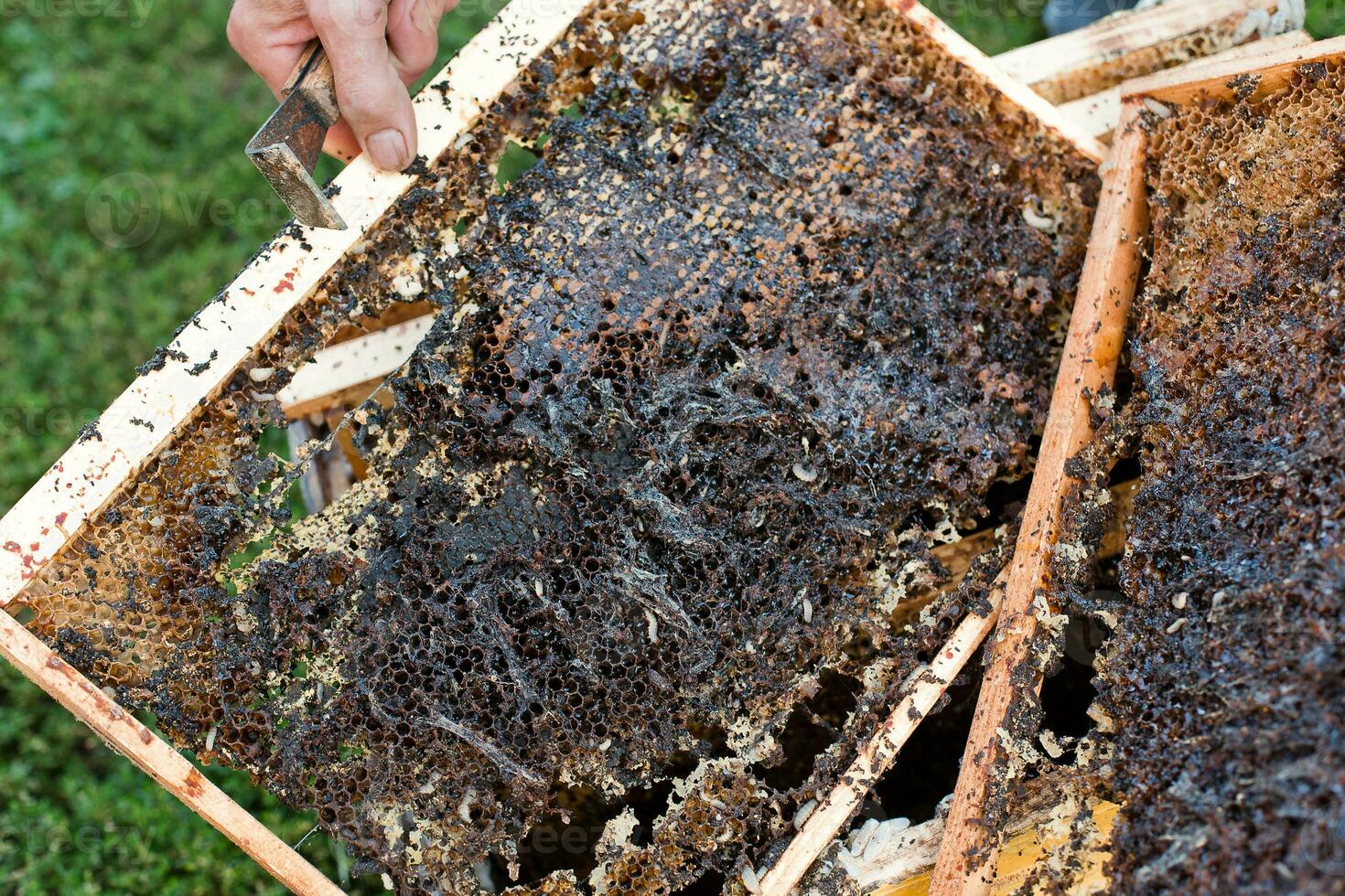 Wax moth larvae on an infected bee nest. cover of the hive is infected with a wax moth. The family of bees is sick with a wax moth. Terrible wax bee frame eaten by parasites. photo