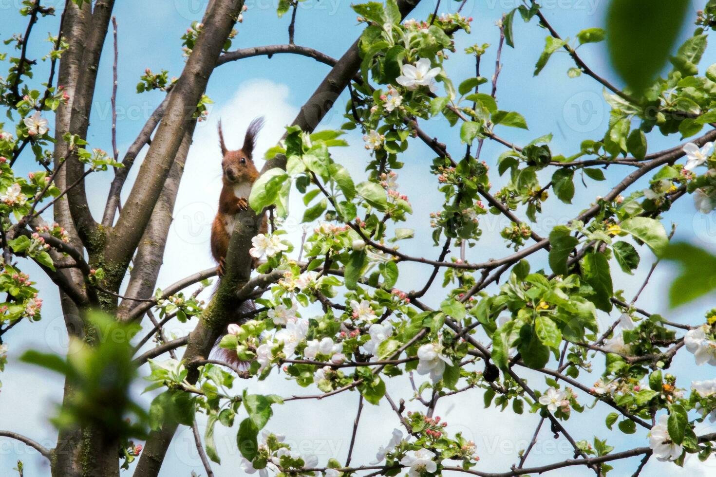 Squirrel with long tassel ears sitting on a tree apple. Squirrel among the white flowers of apple trees in the spring. Animals on a background of white clouds. photo