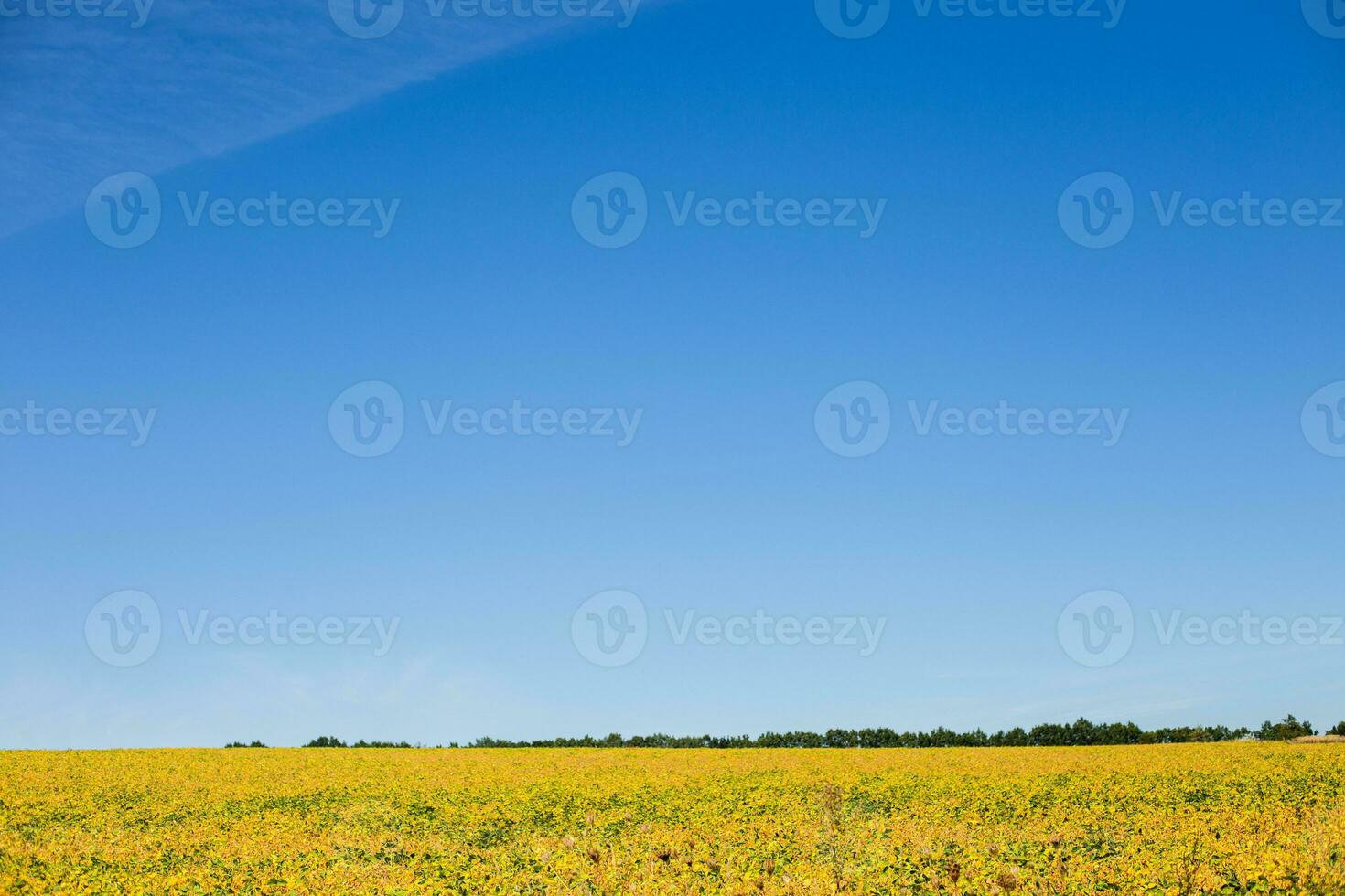 field with mature yellow soybean against blue sky with white clouds. Growing foods for vegetarians. Growing foods for vegetarians. photo