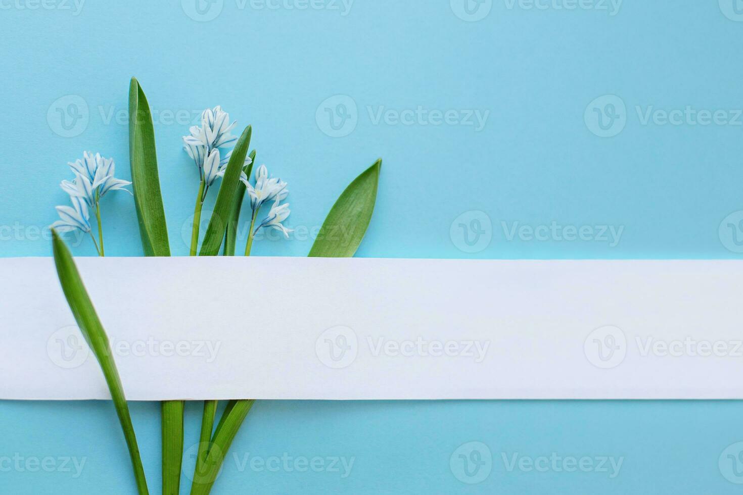 Bouquet Fresh blue spring flowers Scilla siberica. Flat lay. Narrow Paper Strip for copy space. Top view. Easter, 8 march, mother's day, spring background. photo