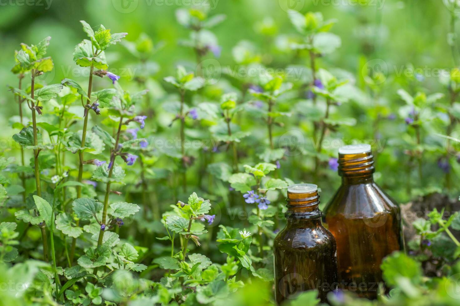 Two pharmaceutical bottle of medicine from Glechoma hederacea, Nepeta hederacea, ground-ivy, catsfoot, field balm, and run-away-robin, creeping jenny next to a bunch on green background. Preparation of medicinal plants. Ready potion of grass. Ethnoscience photo