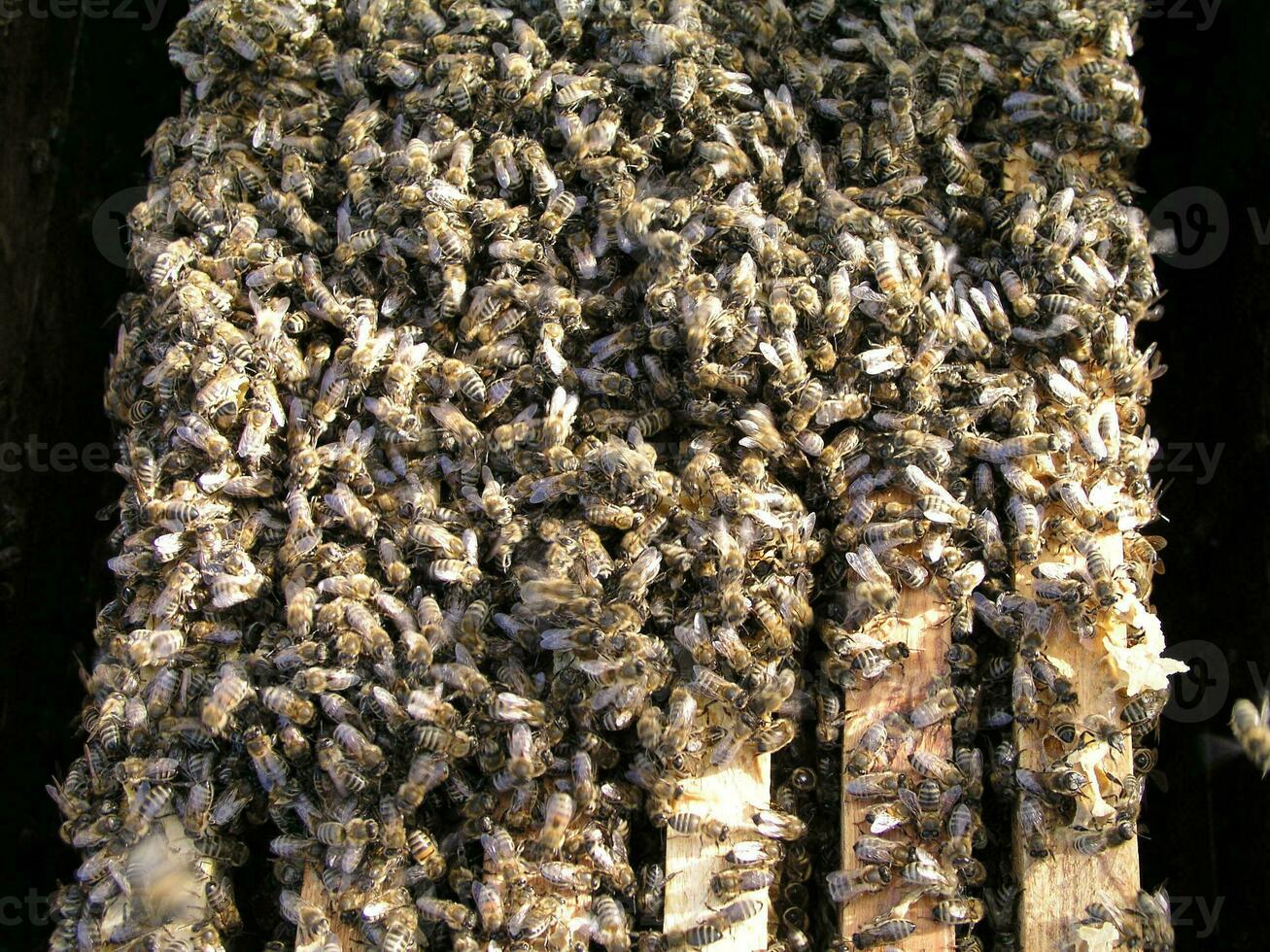 cluster requeening by bees, colony of bees. Bees took queen bee to cluster after replanting, wrong replacement. Working bees kill queen bee. photo