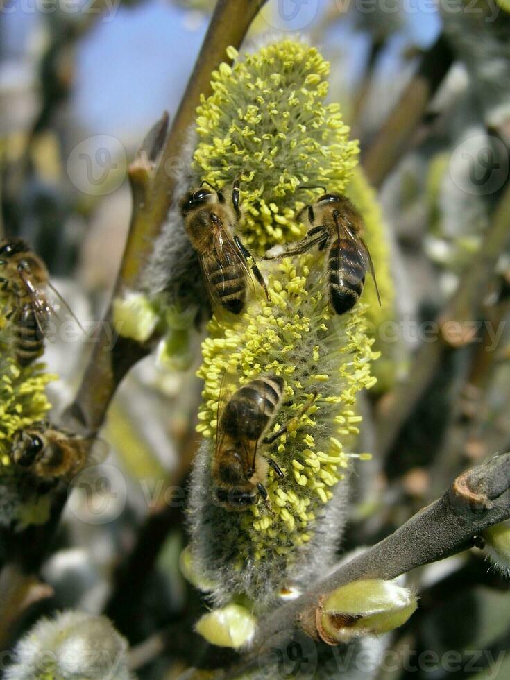 The honey bee collects the pollen from the willow. Not fluffy bl photo