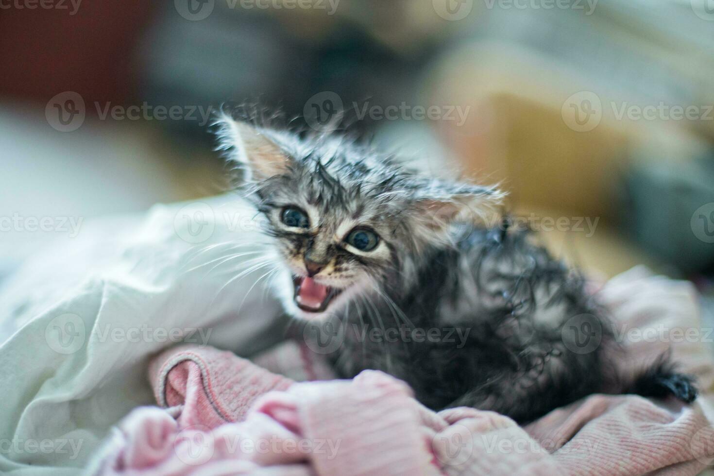 kitten screams pressing his ears. Funny petted animal. Wet soggy scared kitten after bath. Animal hygiene. Destruction of parasites. Treatment from fleas. photo