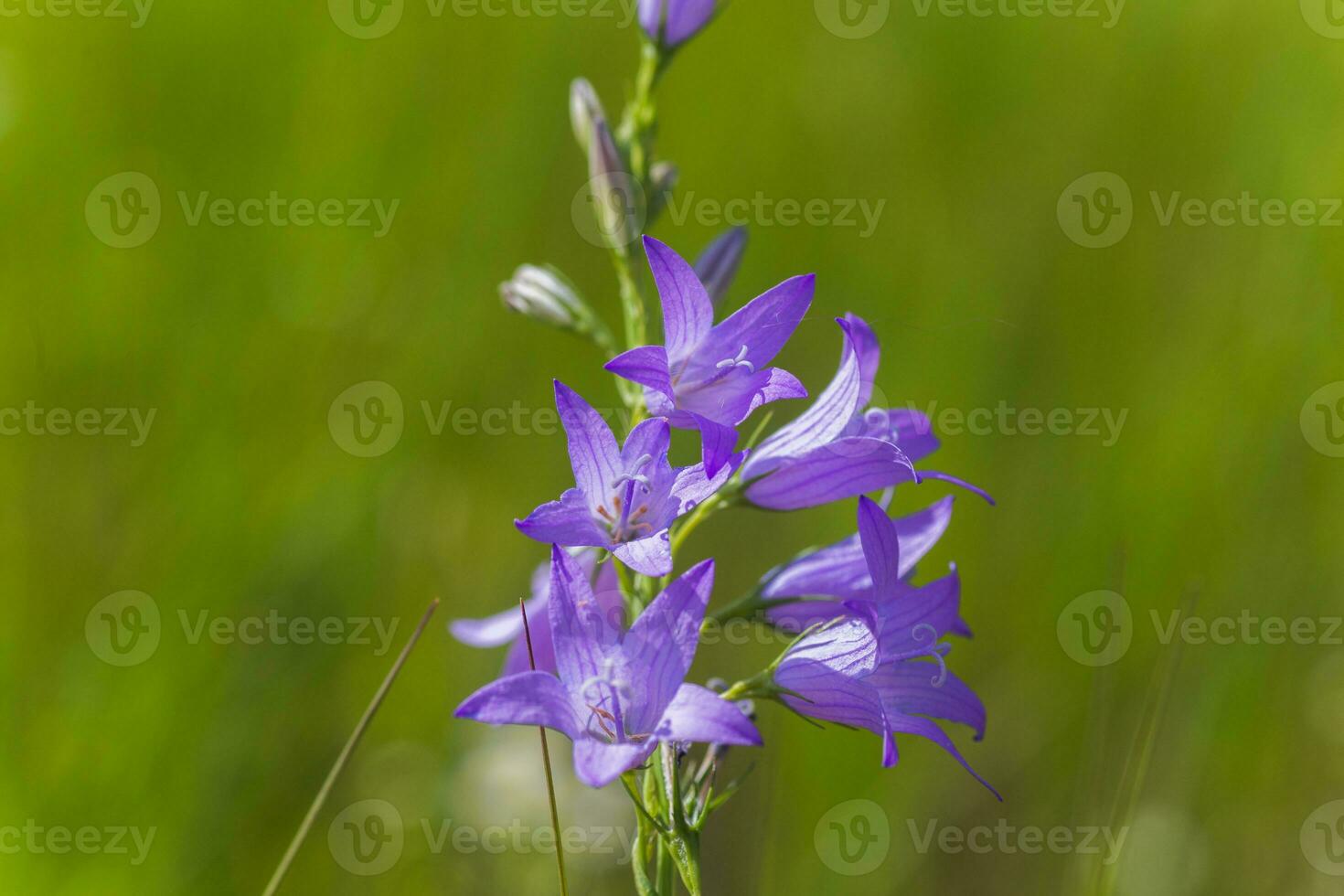 Campanula rapunculoides, creeping bellflower, or rampion bellflower. Violet flowers and buds of a campanula on field. photo