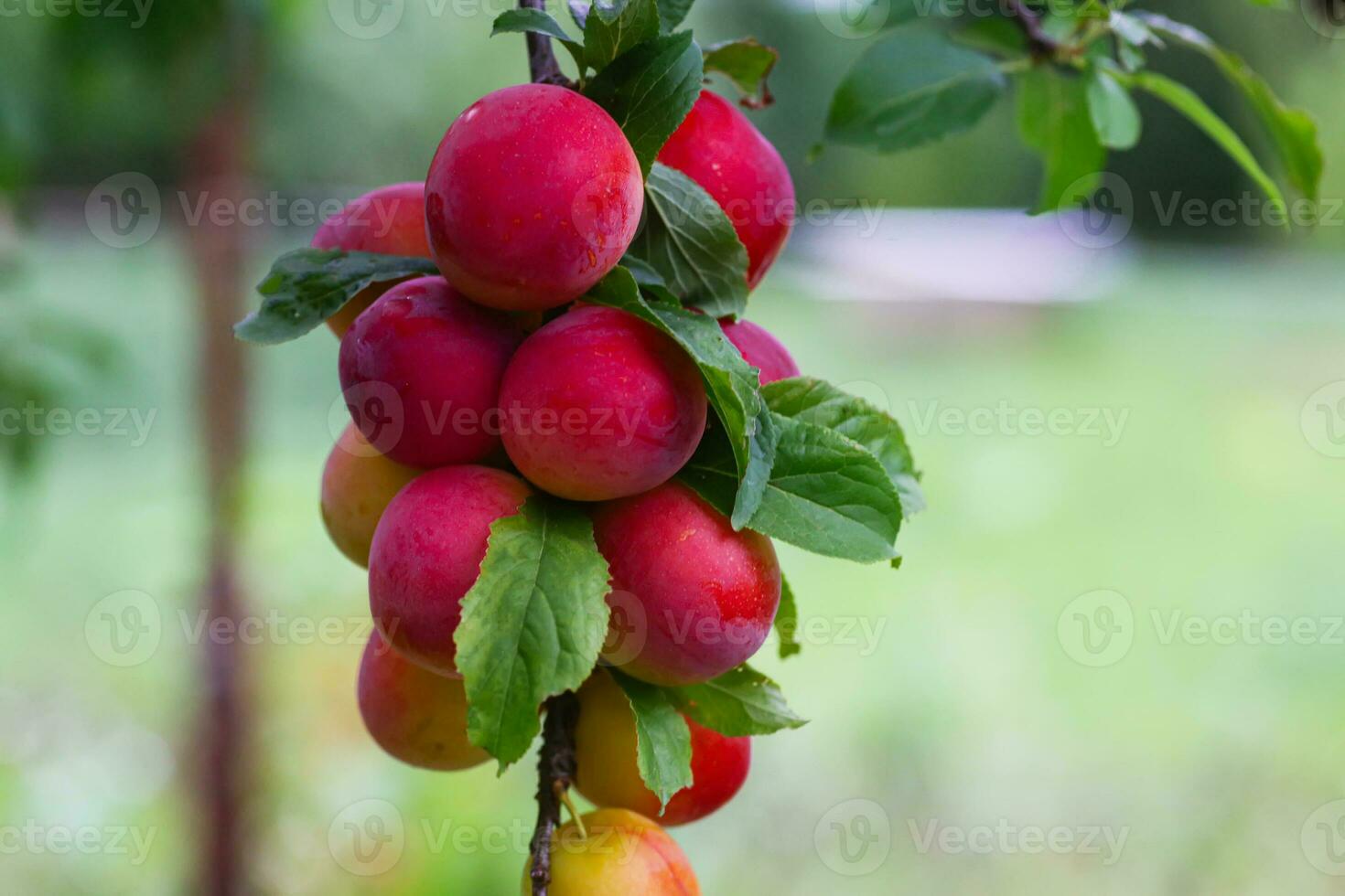 Plum tree brunch, Prunus fresh fruits on a tree photo