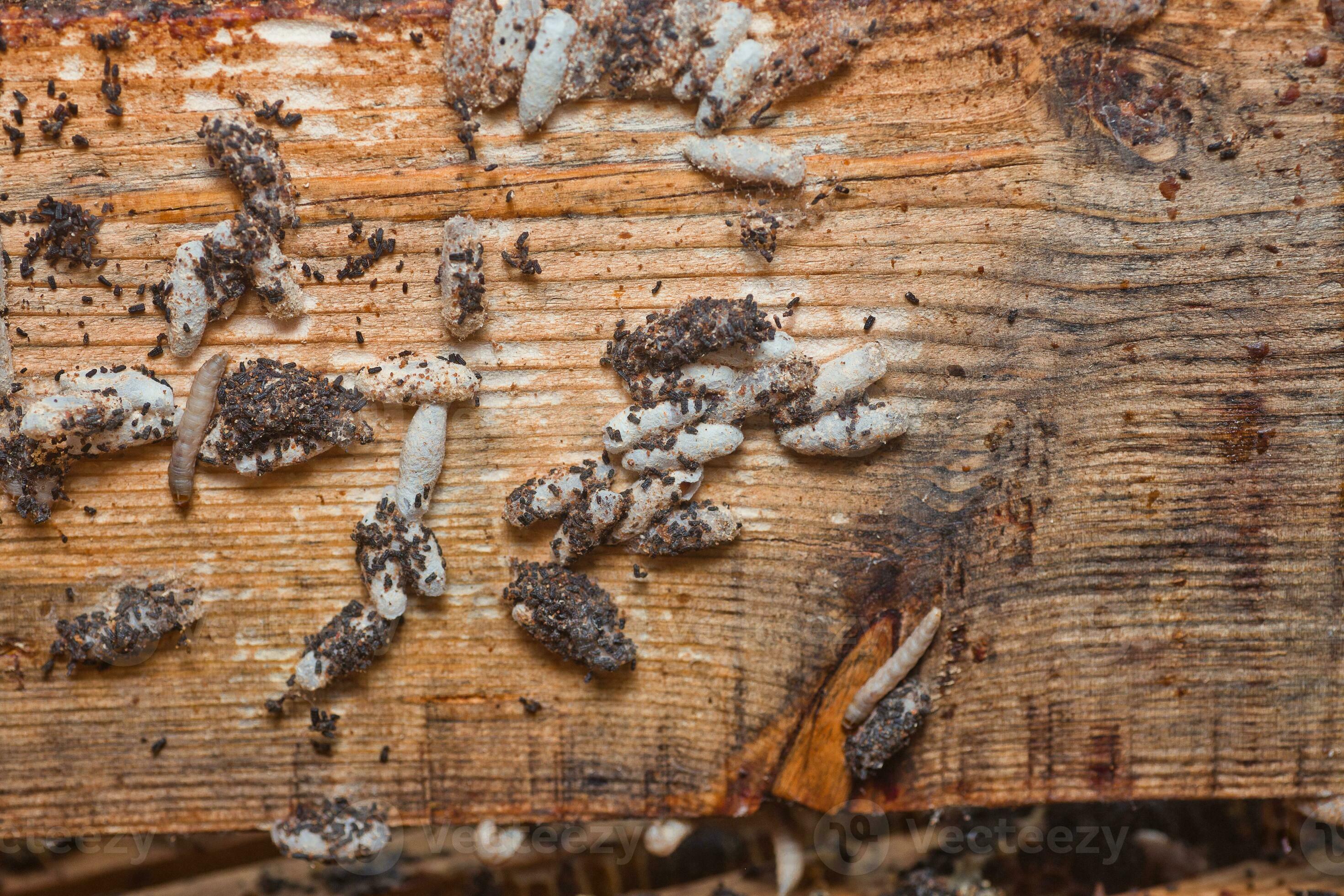 Wax moth larvae on an infected bee nest. cover of the hive is infected
