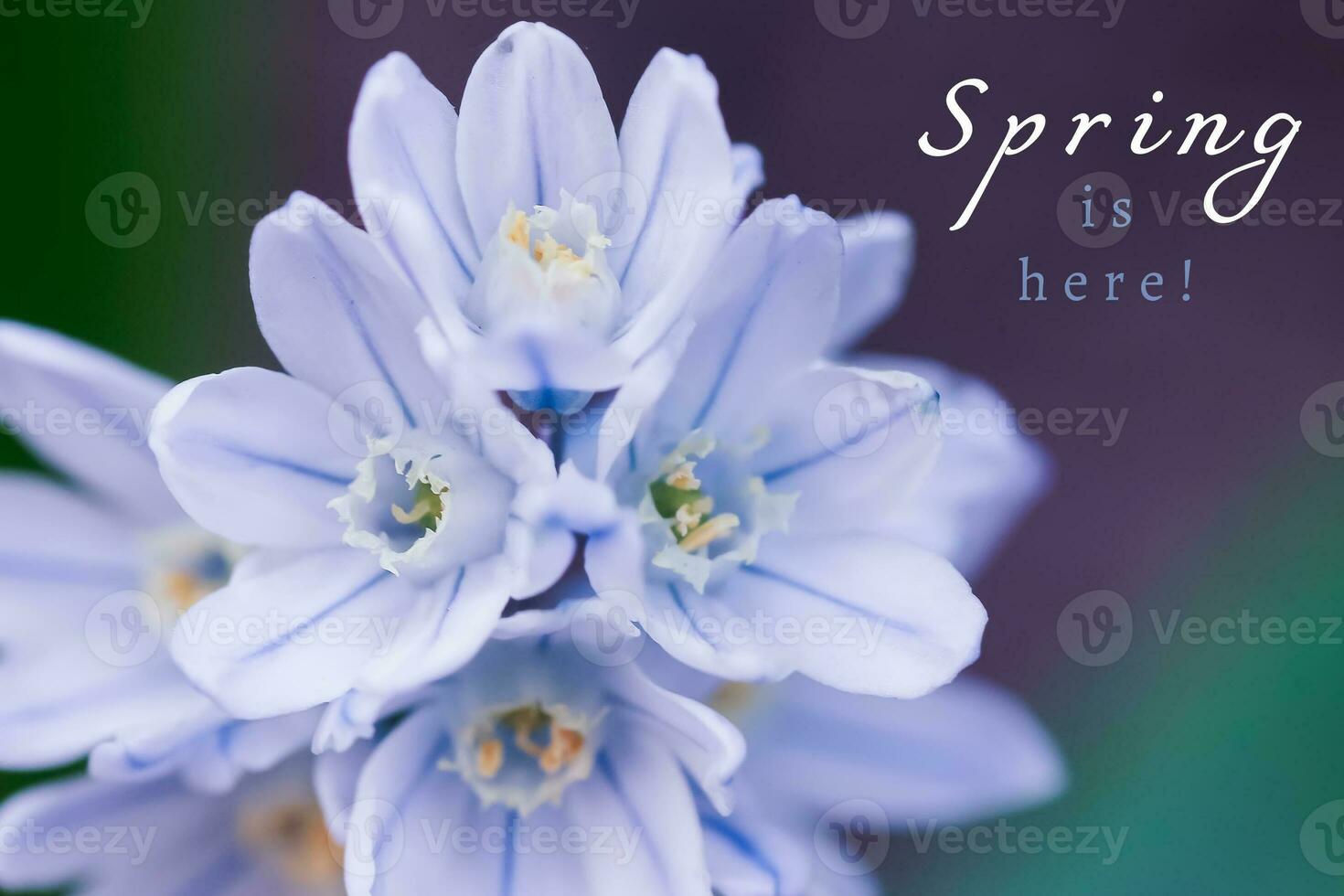 Text Spring is here. Scylla Siberian closeup. Little blue flowers. White-blue snowdrops. photo