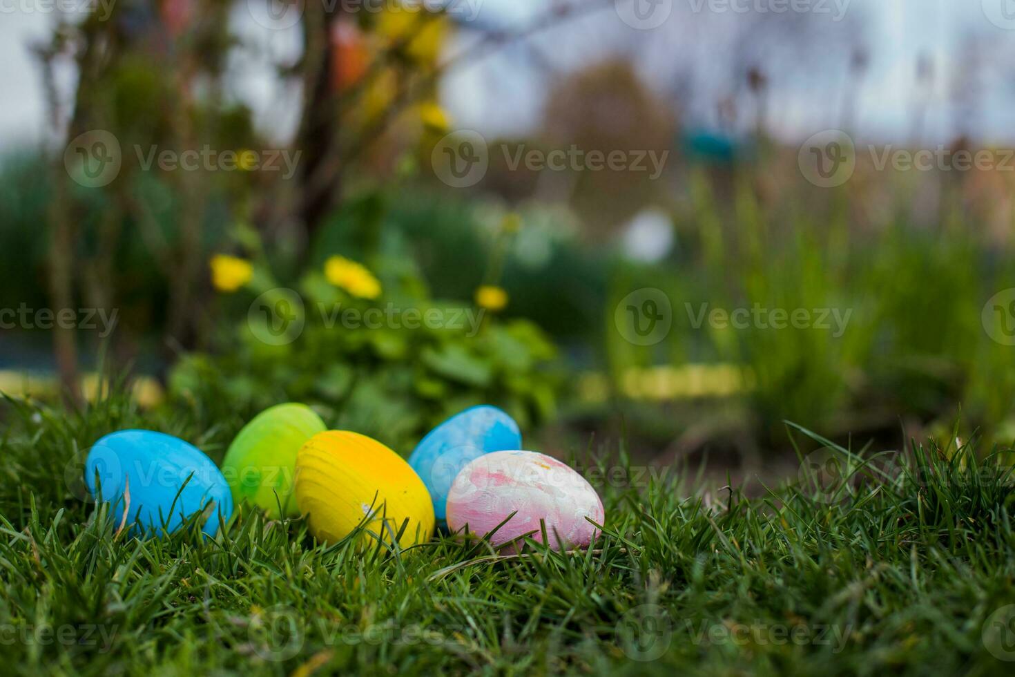 Five Easter eggs are blue, yellow.pink and green in green leaves. Easter background. Search for eggs at Easter. photo