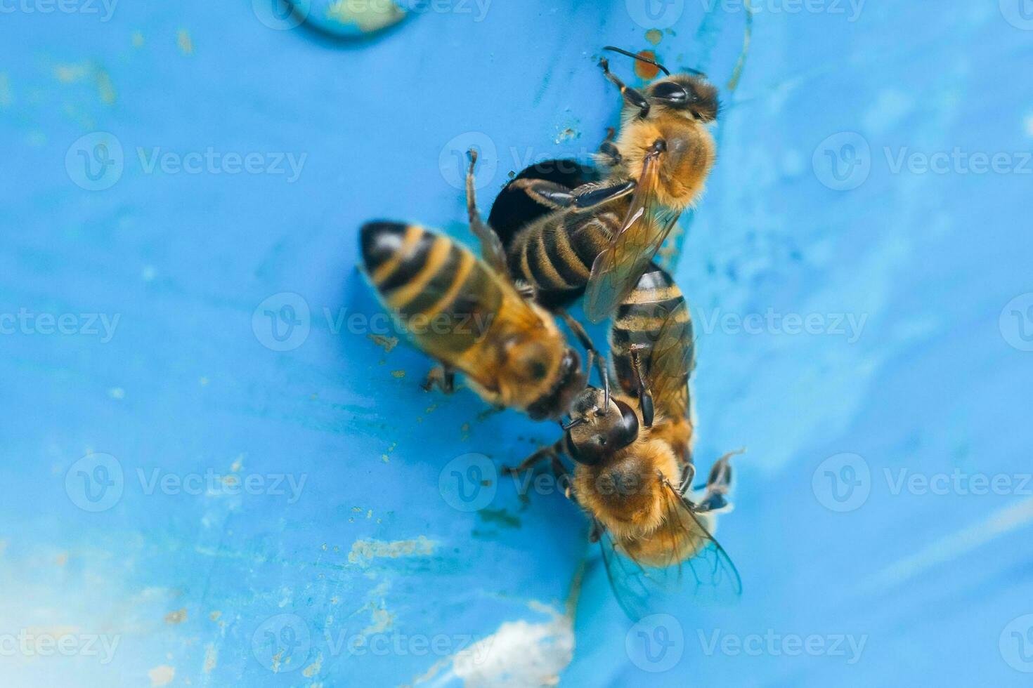 From beehive entrancebees creep out. Honey-bee colony guards on blue hive from looting honeydew. photo