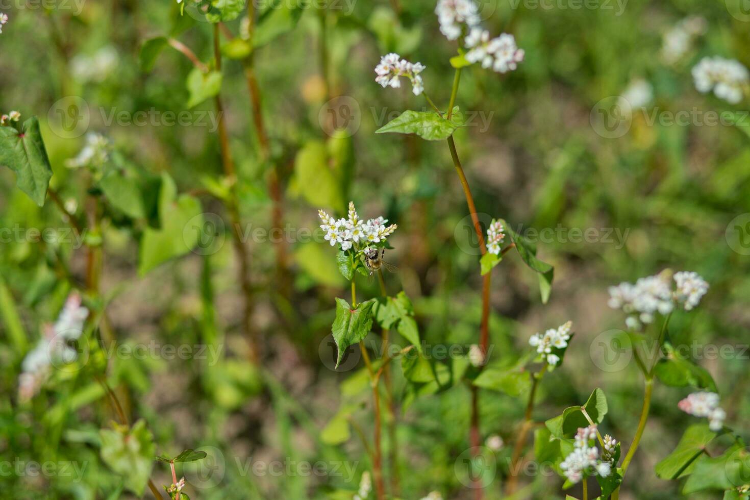 Field of buckwheat on a background of a stormy sky. Buckwheat, Fagopyrum esculentum, Japanese buckwheat and silverhull buckwheat blooming on the field. Close-up flowers of buckwheat photo