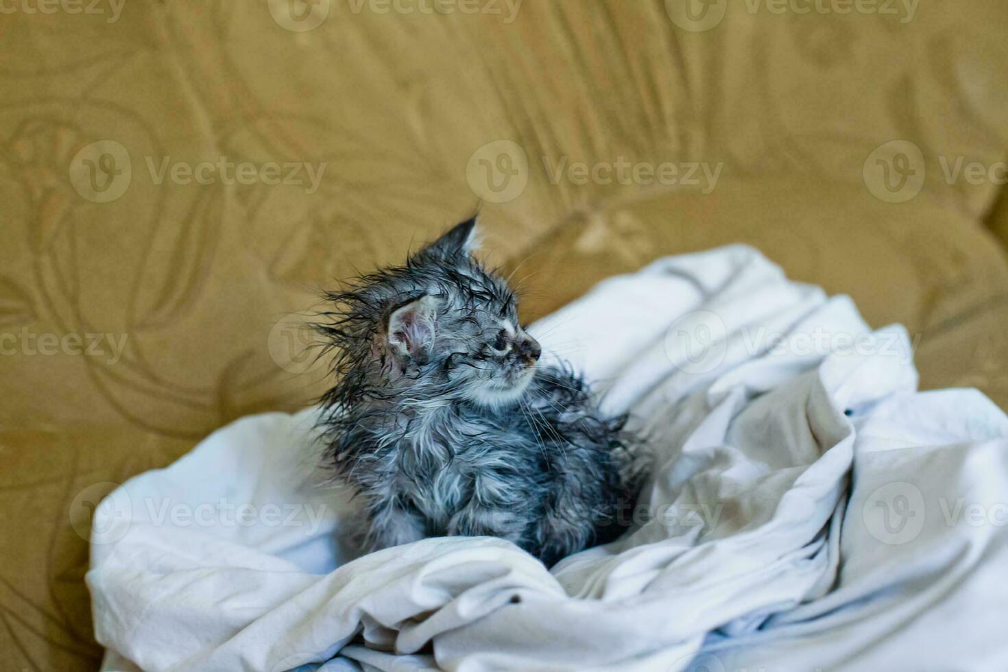 Wet soggy scared kitten after bath. Animal hygiene. Destruction of parasites. Treatment from fleas. photo