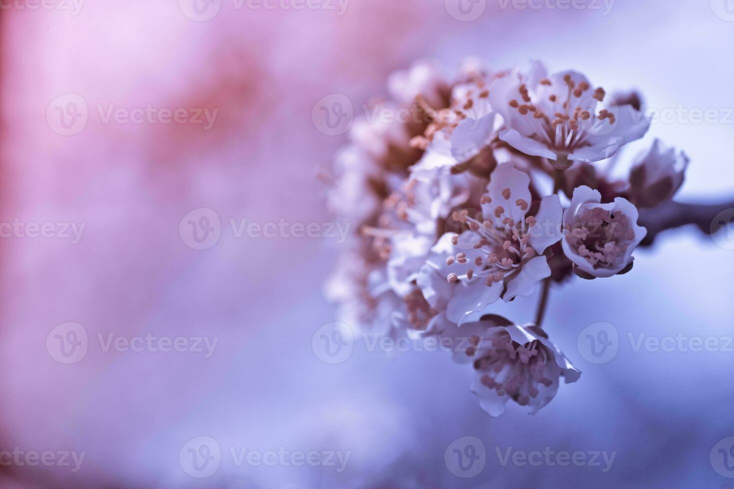 Flowers of Cherry plum or Myrobalan Prunus cerasifera blooming in the spring on the branches. Designer tinted in Violet. photo