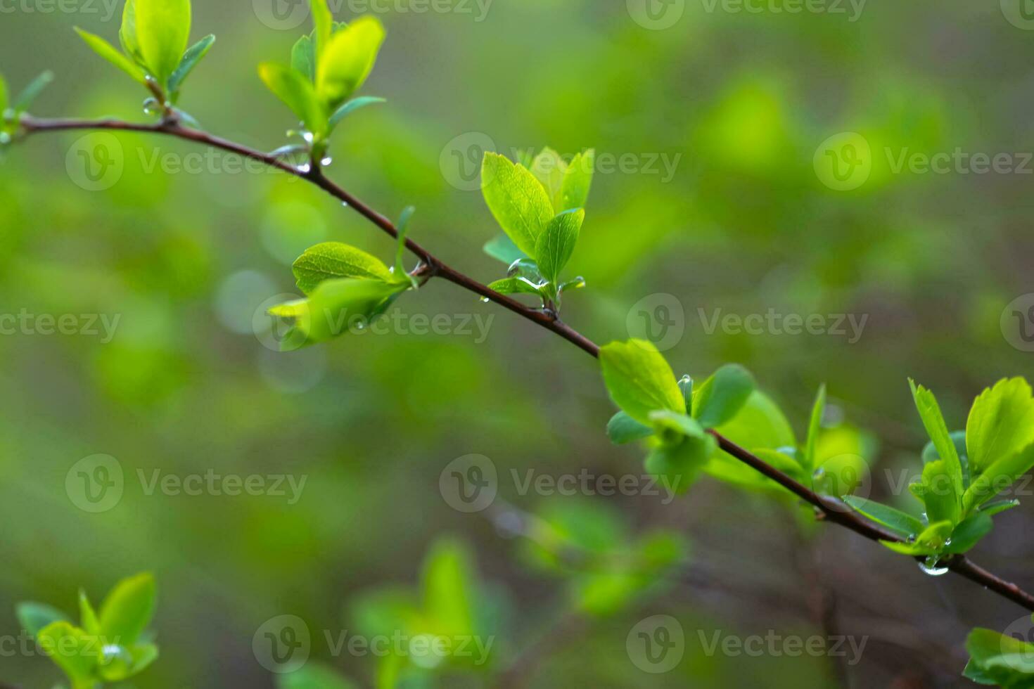 branch with beautiful young green leaves in background of sun's rays. Blurry green background. A natural spring scene with copy space. Spiraea x vanhouttei, Bridal Wreath, Vanhoutte Spirea. photo