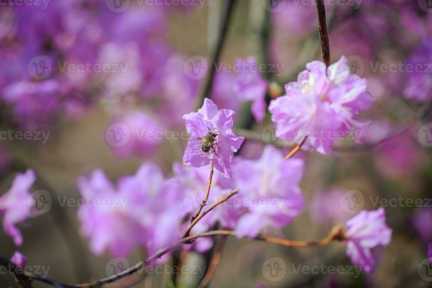 bush of flowering azaleas against a background of trees in a blue haze. photo