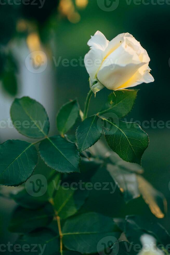 completamente abierto blanco Rosa con verde pétalos en jardín en flor cama. floreciente hermosa Rosa en antecedentes de verde hojas de jardín foto