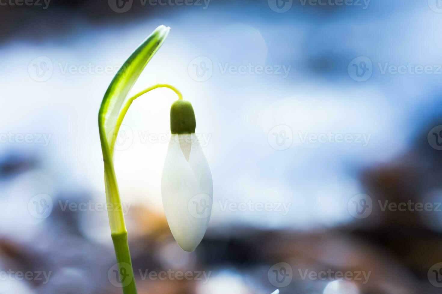 The first spring flowers white snowdrops in the forest illuminat photo