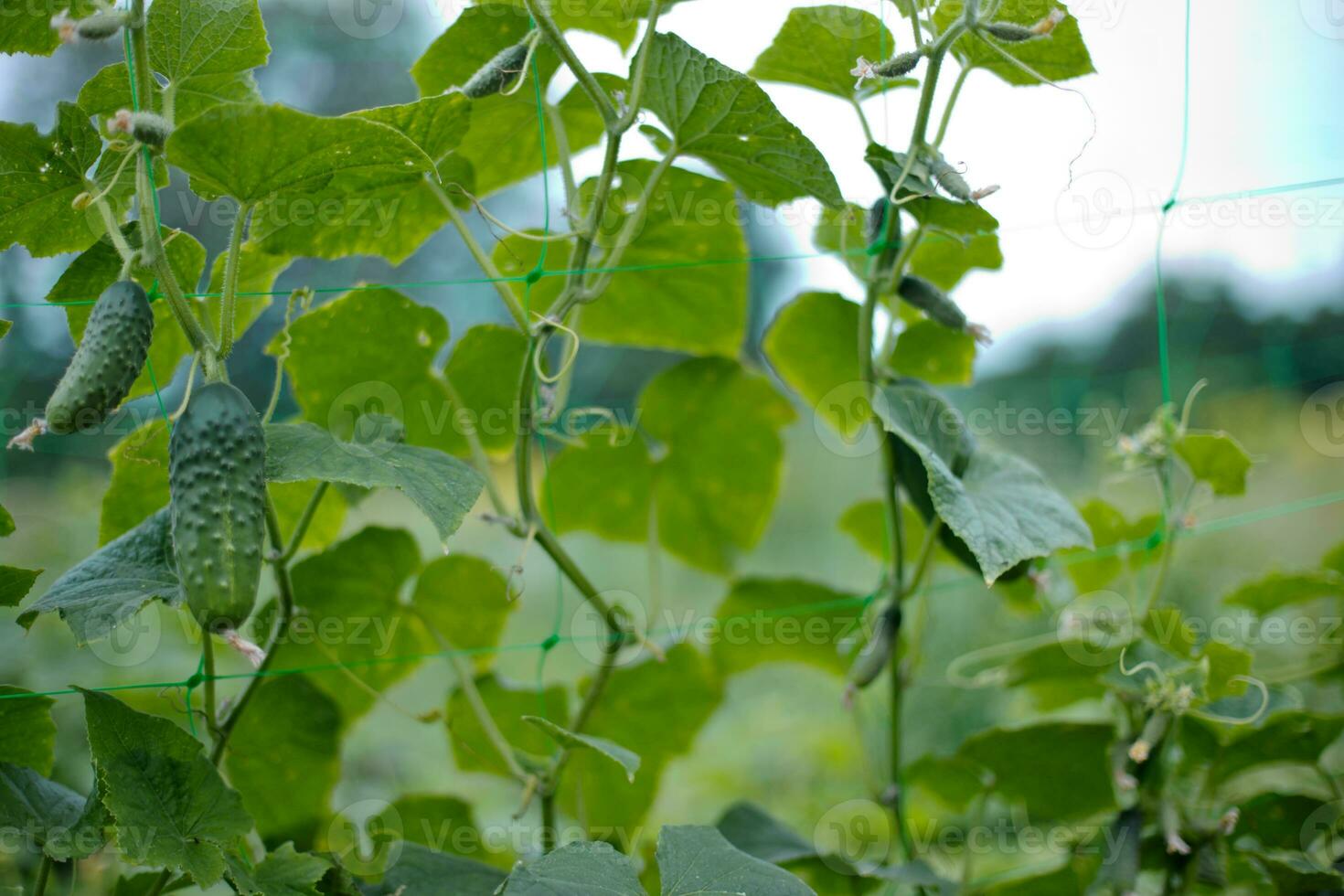 Top cucumber Cucumis sativus sprout with young leaves. Cucumber in garden is tied up on trellis. photo