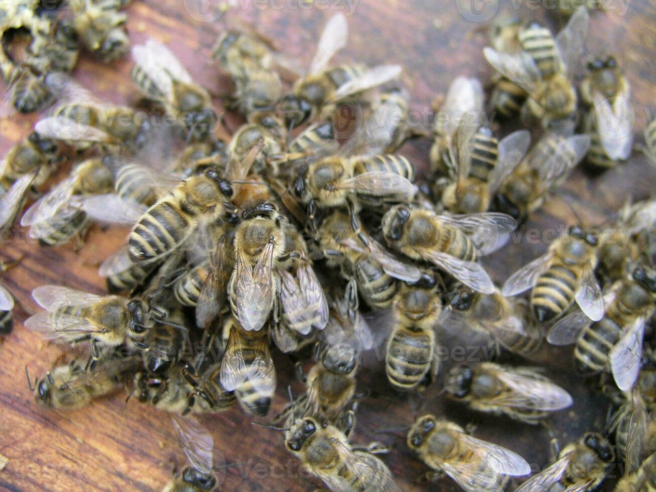cluster requeening by bees, colony of bees. Bees took queen bee to cluster after replanting, wrong replacement. Working bees kill queen bee. photo