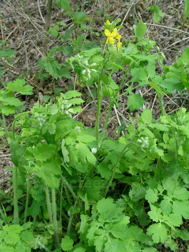 flor celidonia de cerca. terapéutico planta de Ucrania. miel pags foto