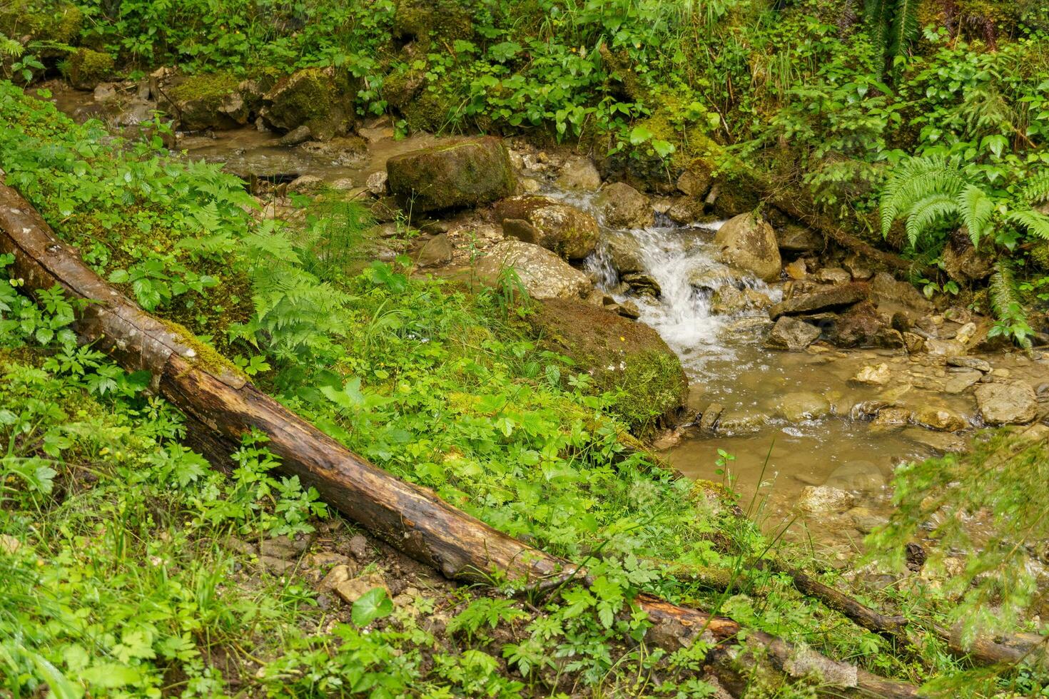 in the austrian alps photo