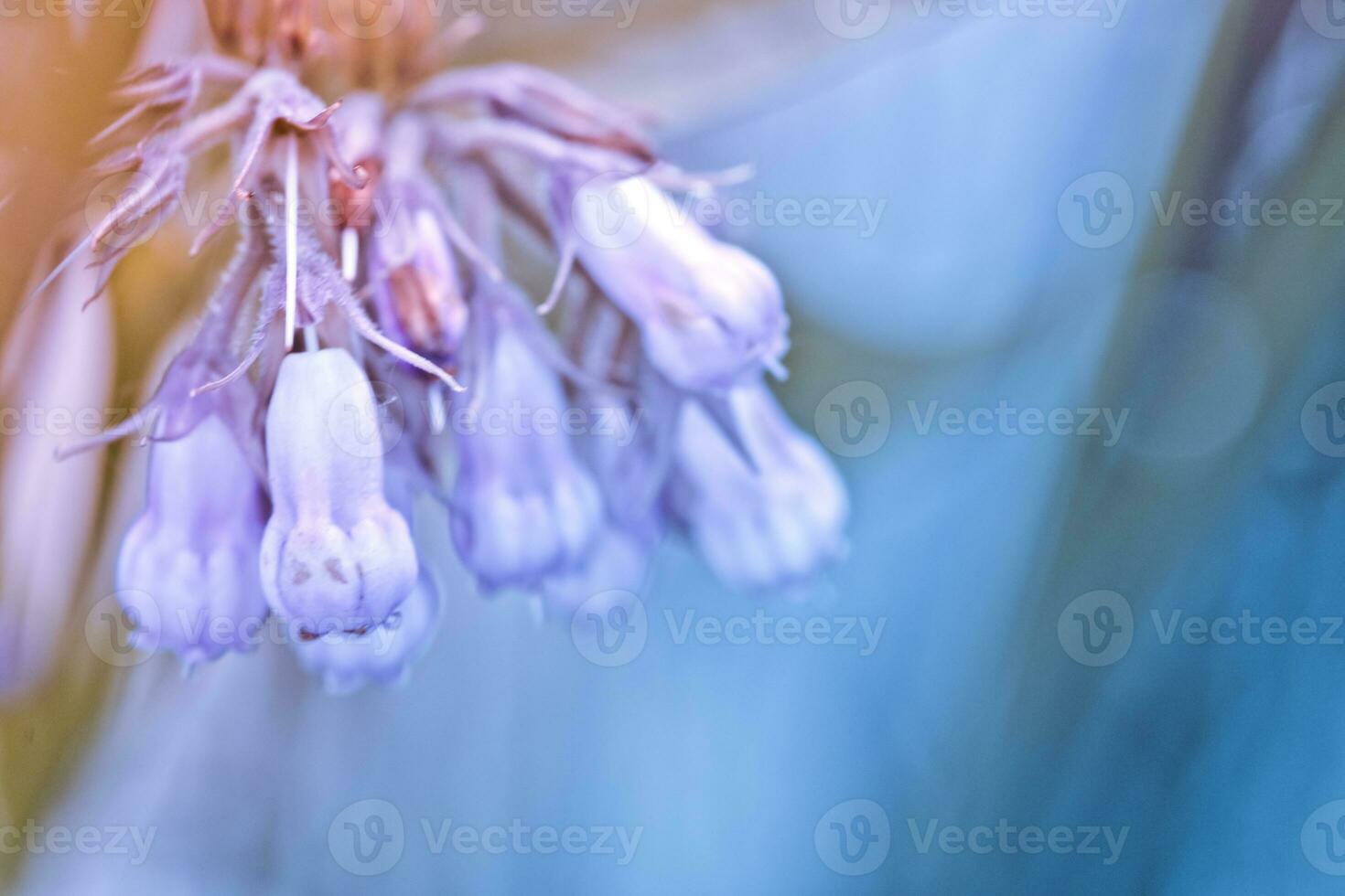 Symphytum officinale, other species of Symphytum, comfrey, Quaker comfrey, boneset, knitbone, consound, and slippery-root. Soft focus photo