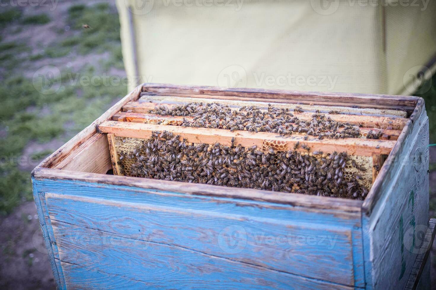Frames of beehive. Close up view of opened hive body showing frames populated by honey bees. Nature, insects. Beekeeping background photo